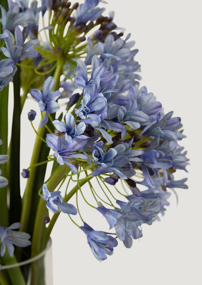 Blue Faux Agapanthus Flower Arrangement in Glass Vase - 31"