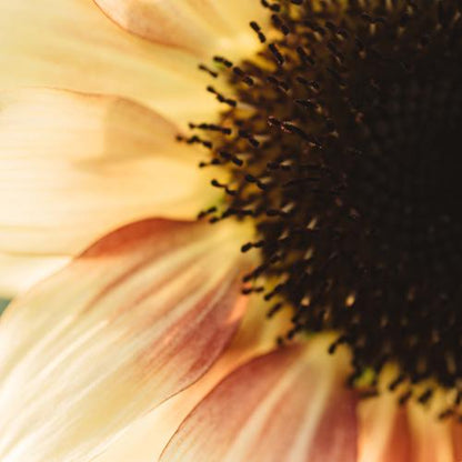 Sunflower Bed In A Bag